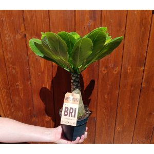 Havajská palma (Brighamia insignis) - výška 15-20 cm, kont. C1L